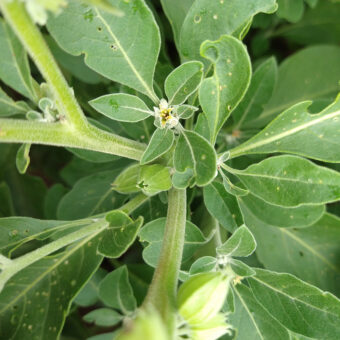 Organic Ashwagandha Vedic Seed