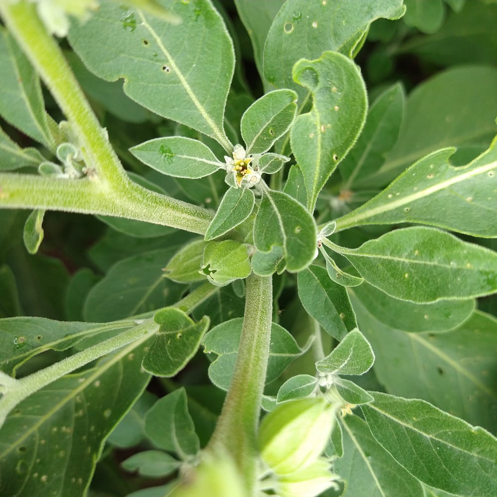 Organic Ashwagandha Vedic Seed