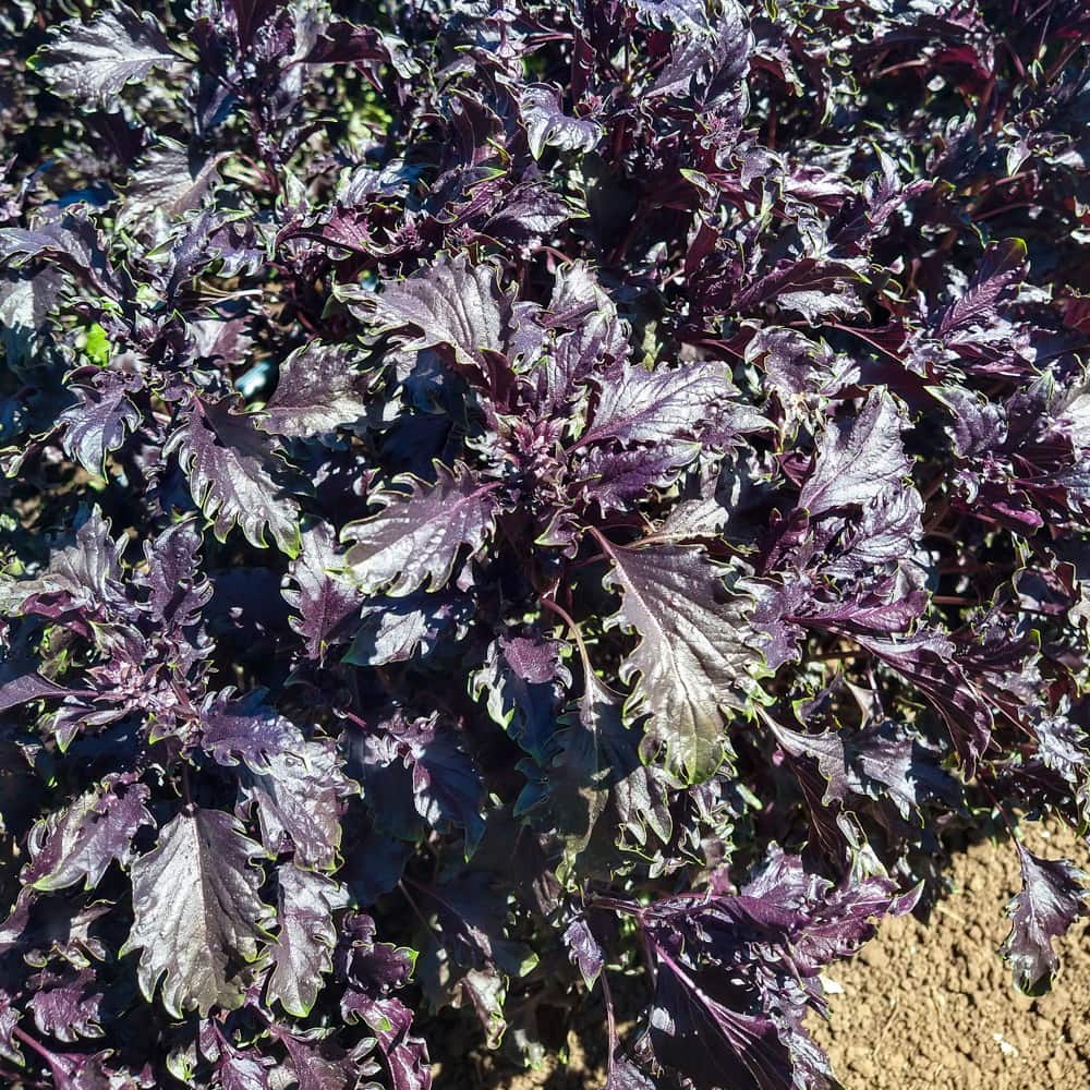Organic Opalescent Basil Seed