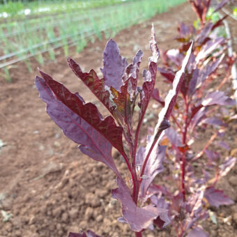 Epazote, Oaxaca Red Organic Oaxaca Red Epazote Seed