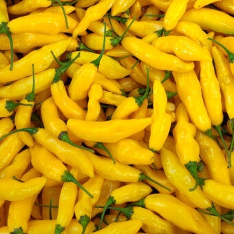 Organic Limon Lightning Habanero Hot Pepper seed