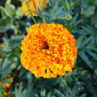 Organic Kees' Orange Marigold seed