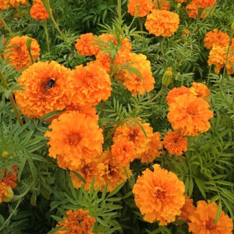 Organic Kees' Orange Marigold Seed