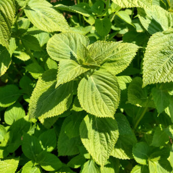Organic Early Select Kkaennip Korean Perilla Seed
