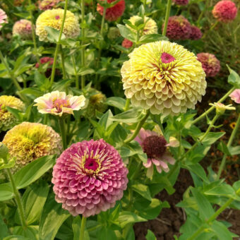 Organic Queeny Limes Mix Zinnia Flower Seeds