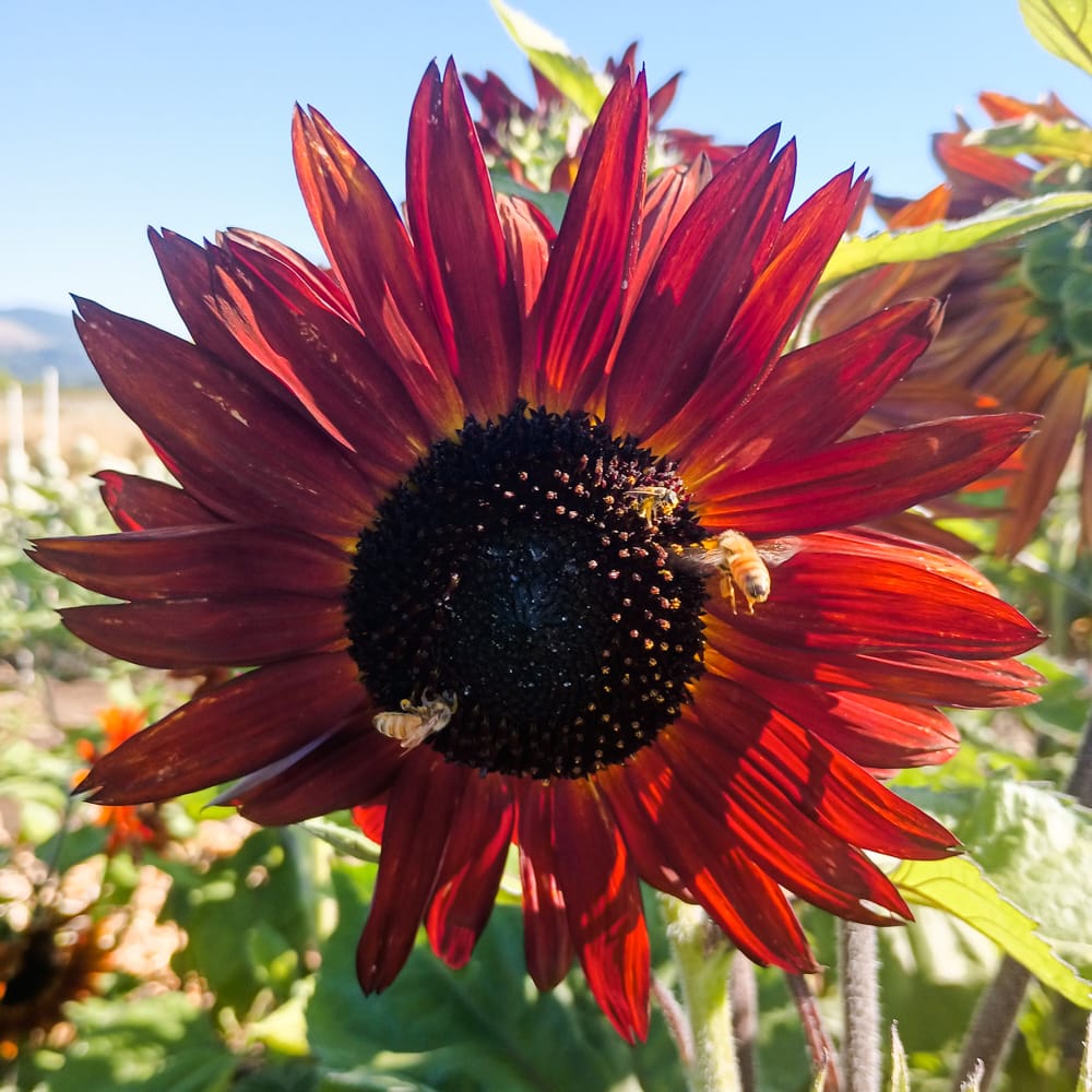 Organic Better Than Red Sunflower Seed