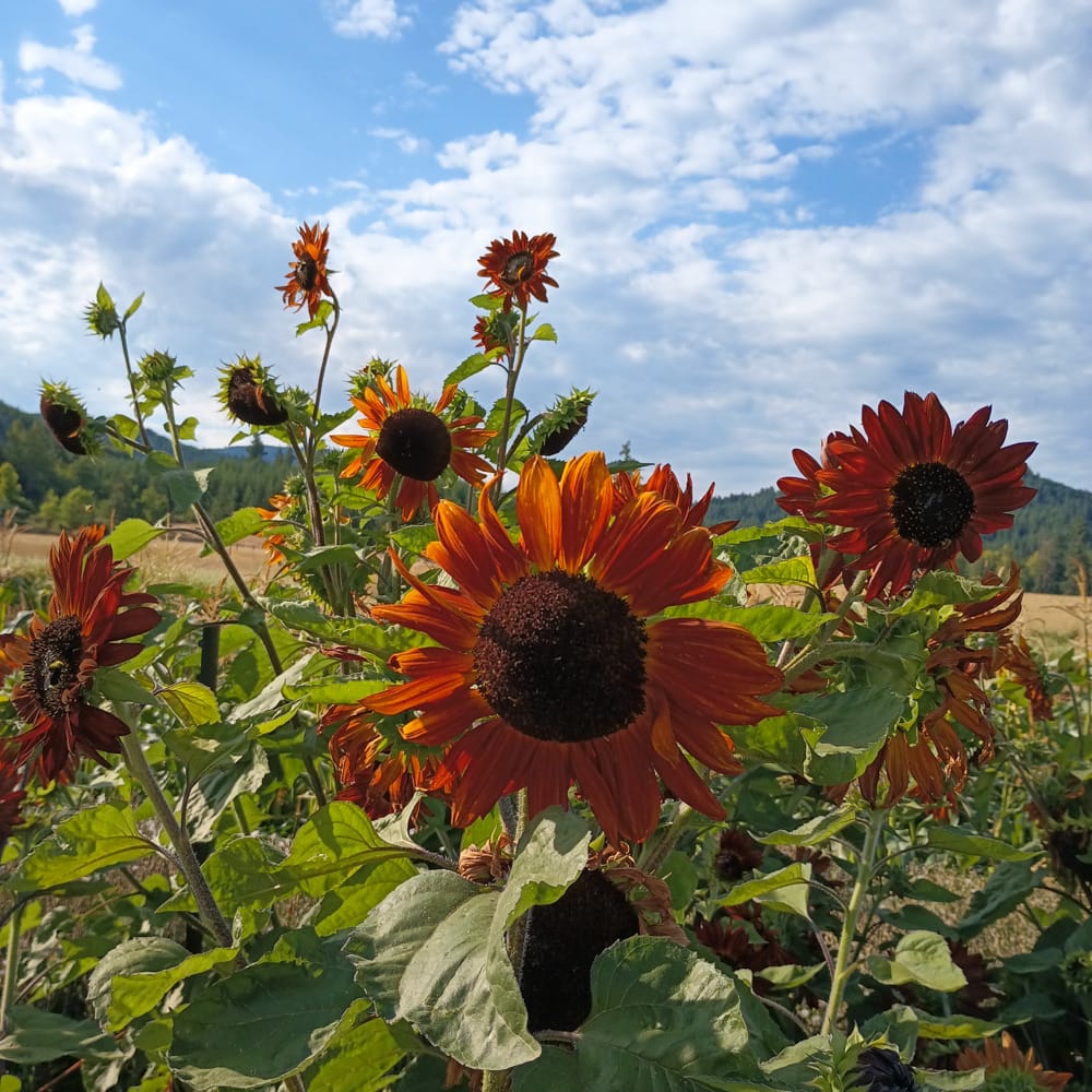 Organic Better Than Red Sunflower Seed