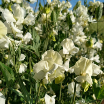 Organic Jilly Sweet Pea Flower Seeds