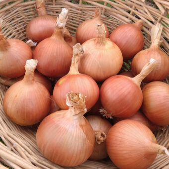 Colorado 6 Sweet Spanish onion Organic Sweet Spanish Colorado No 6 Onion Seed