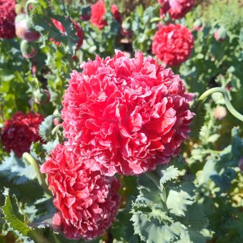 Organic Poppy Lucille seed