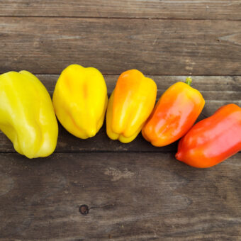 Pusztagold Sweet Pepper Organic Pusztagold Sweet Pepper seed