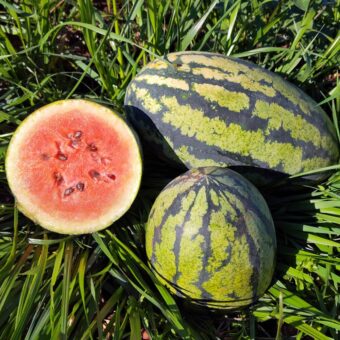 Watermelon Chou Cheh Red Organic Chou Cheh Red Watermelon Seed
