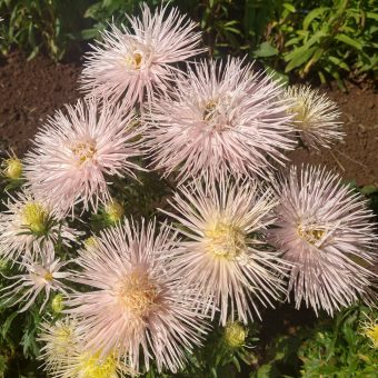 Organic Aster Valkyrie Brunhilde Chamois Seed
