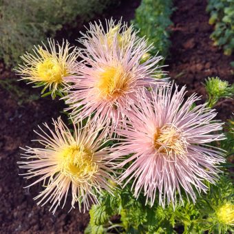 Organic Aster Valkyrie Brunhilde Chamois Seed