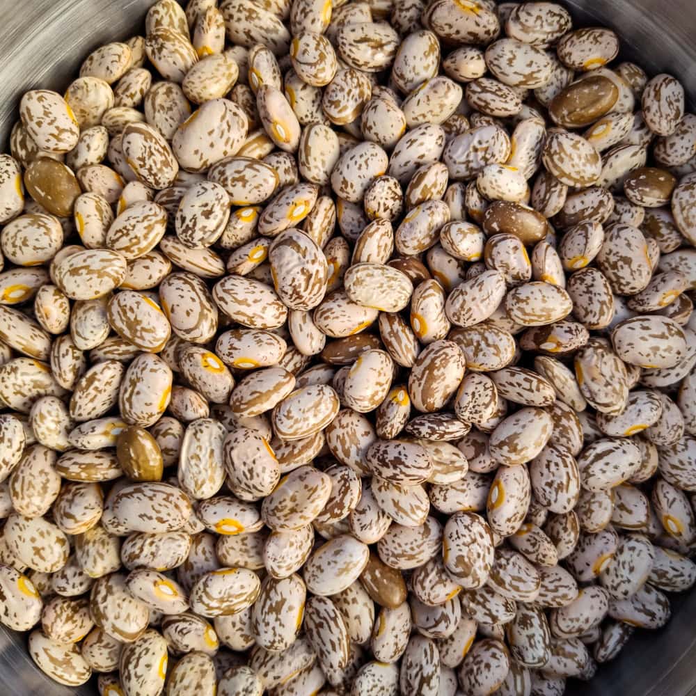 Bush Dry Bean, Agassiz Pinto (Organic) - Image 2