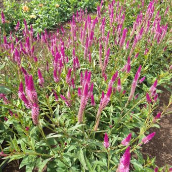 Organic Celosia, Sokoyokoto / Lagos Spinach Seed