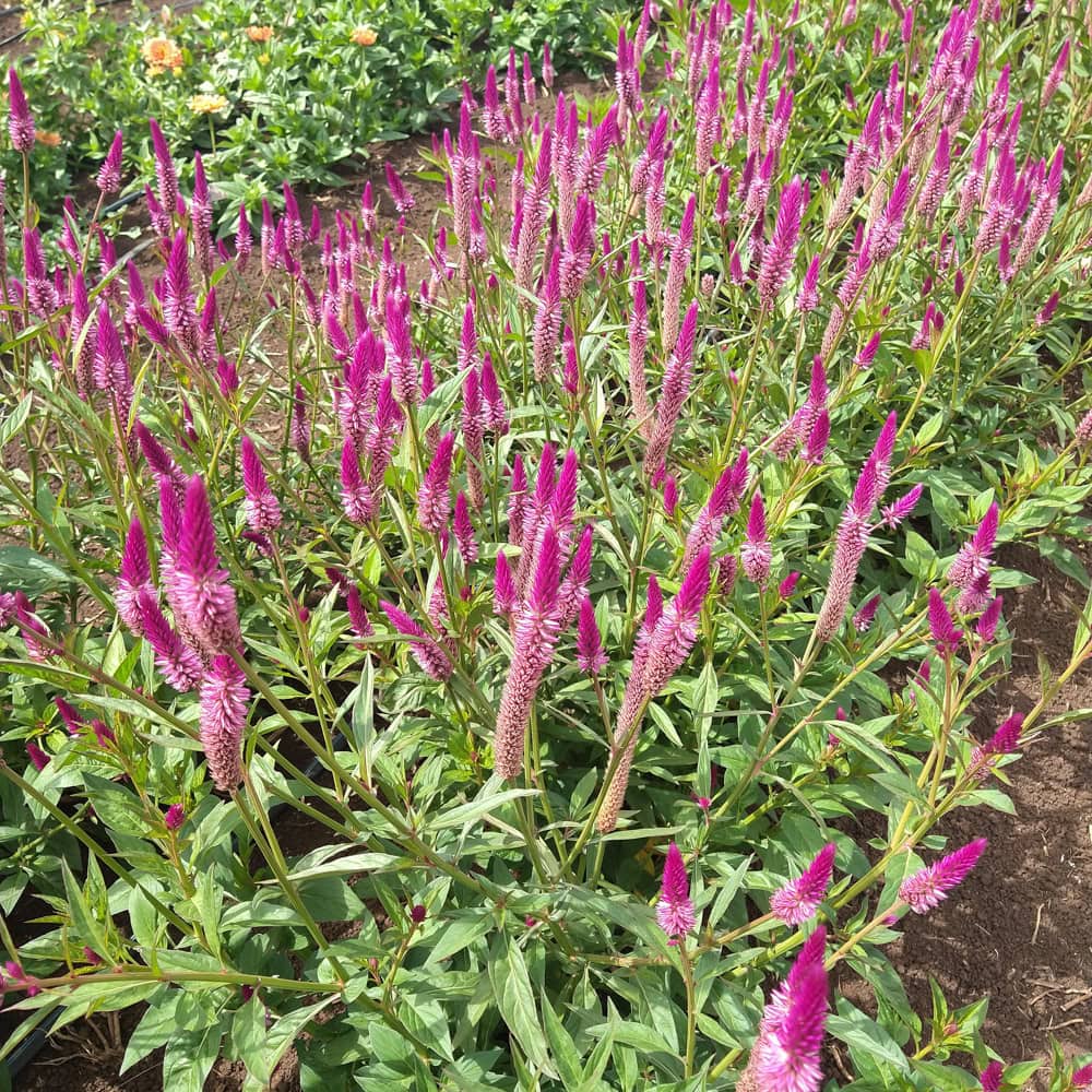 Organic Celosia, Sokoyokoto / Lagos Spinach Seed
