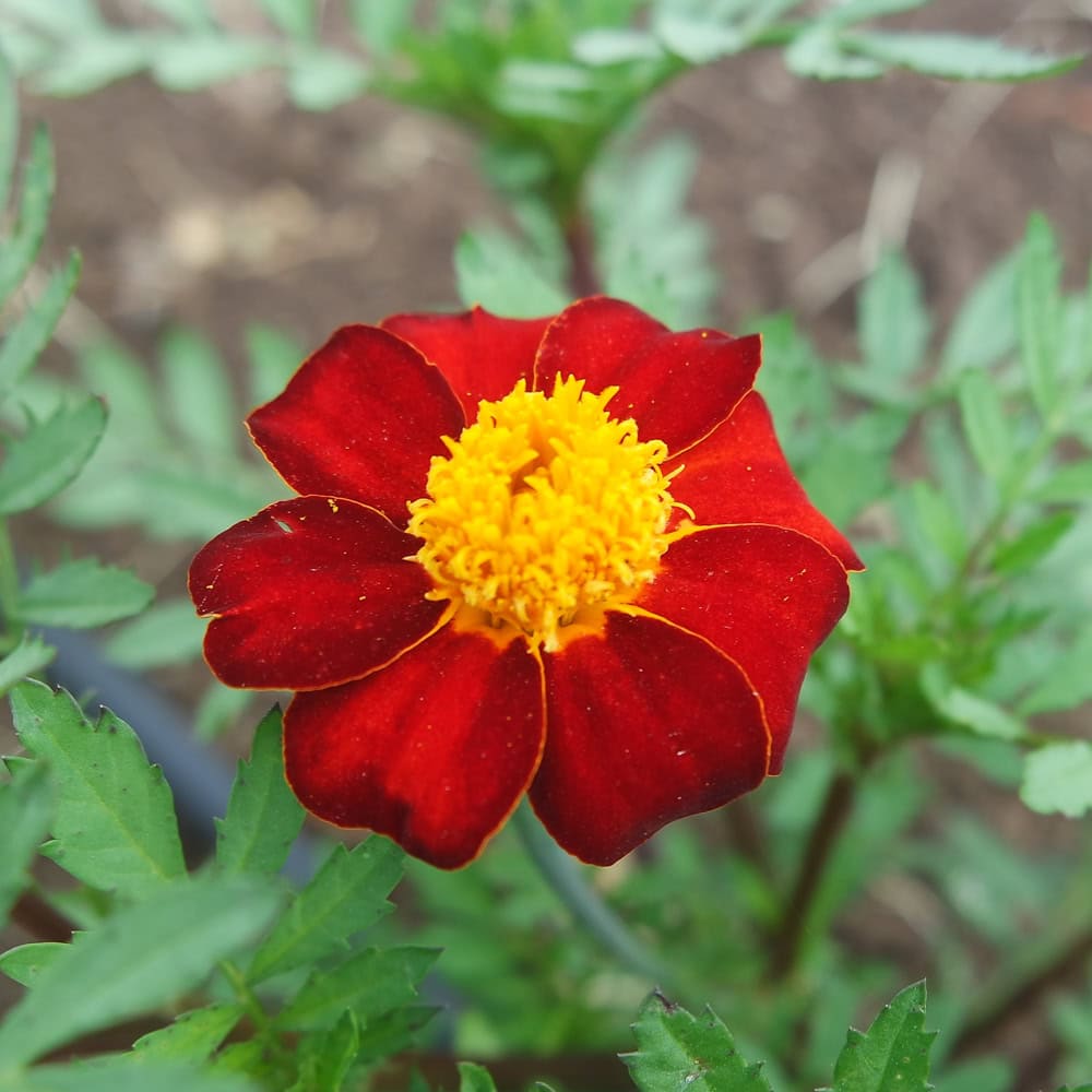 Organic Red Metamorph Marigold Seed