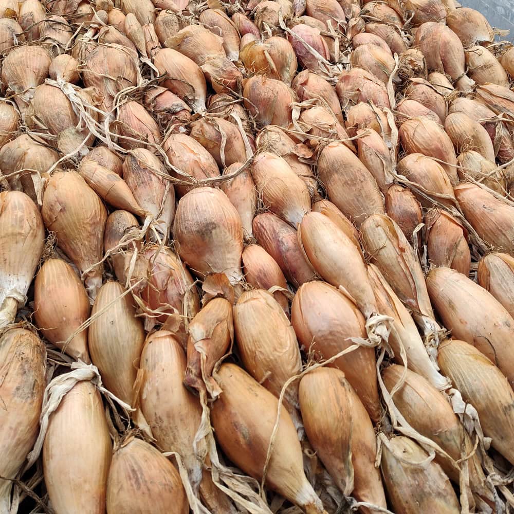 Organic Zébrune Shallot-Onion seed