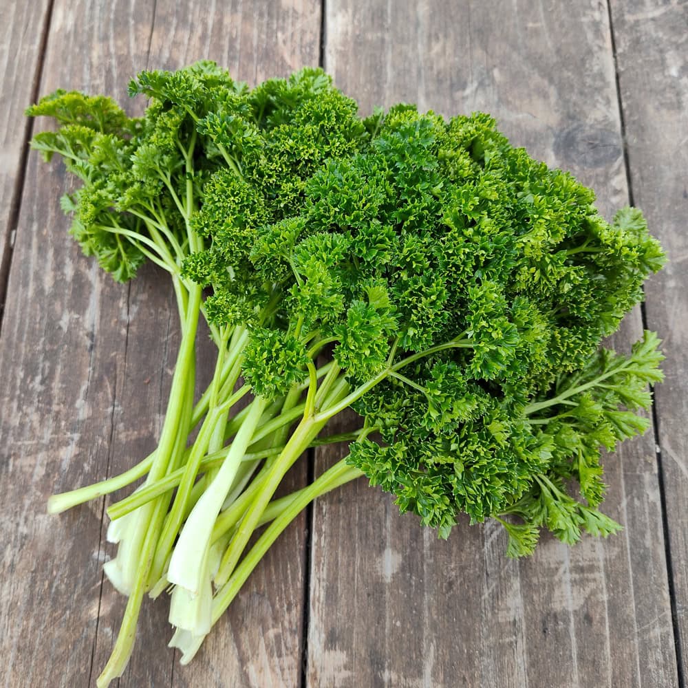 Organic Forest Green Parsley Seed