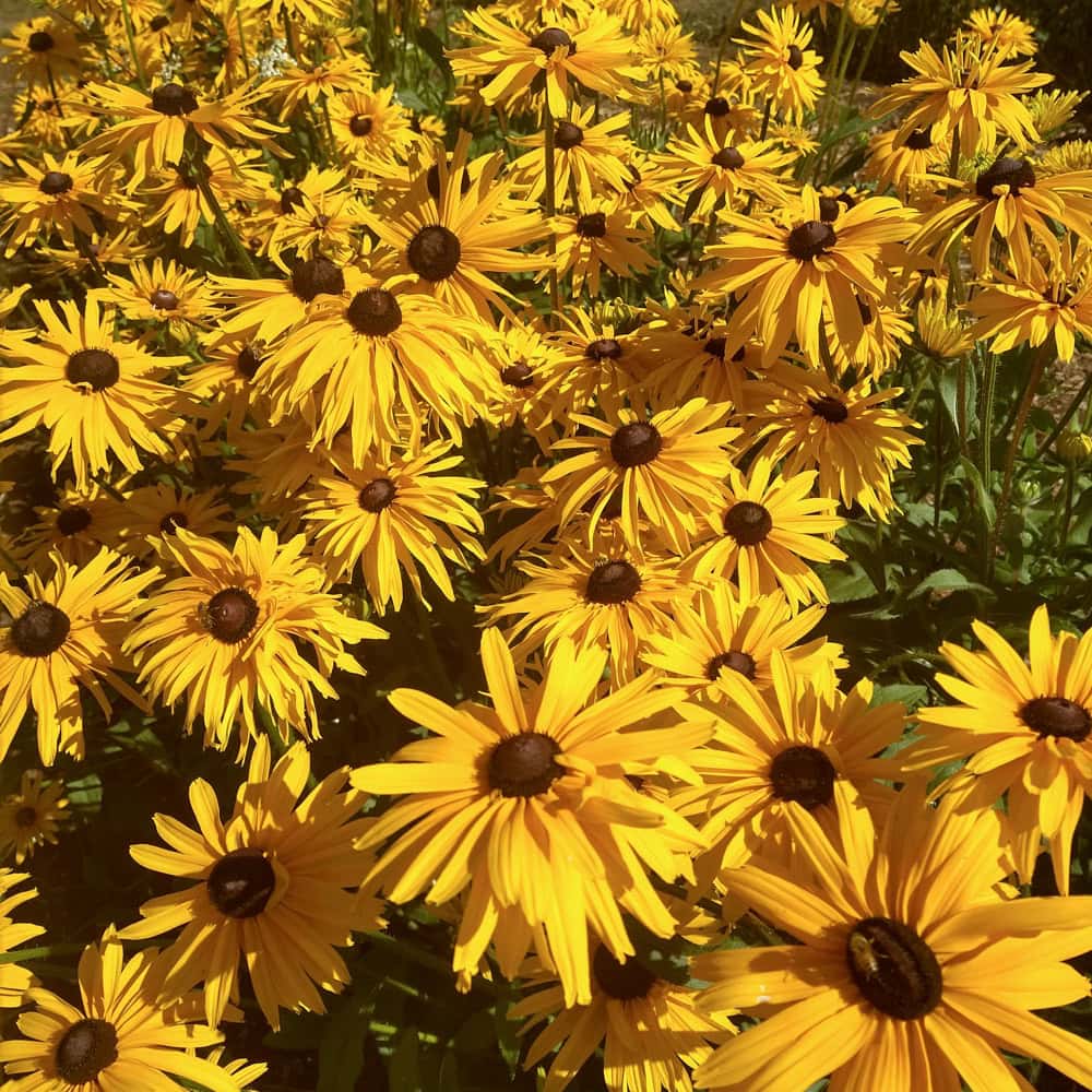 Rudbeckia, Gloriosa Double Daisy (Organic) - Image 2