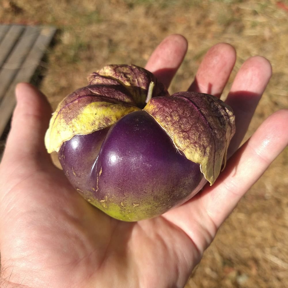Organic Amethyst & Emerald Geodes Tomatillo Seed