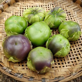 Amethyst & Emerald Geodes Tomatillo Organic Amethyst & Emerald Geodes Tomatillo seeds