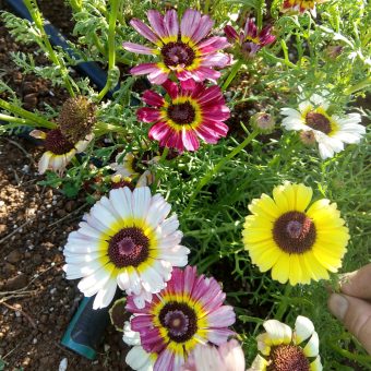 Organic Tricolor Daisy Fancy Pants Mix seed