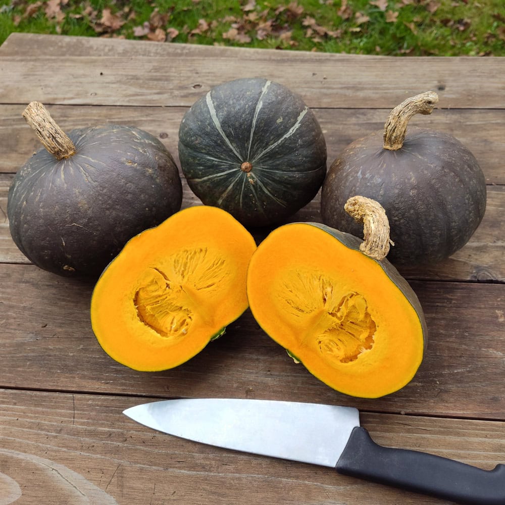 Organic Green Hokkaido Winter Squash Seed