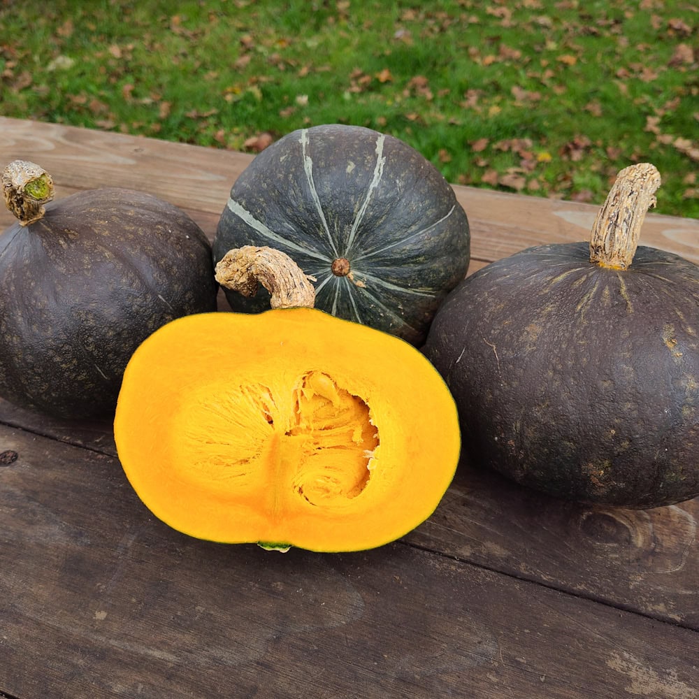 Organic Green Hokkaido Winter Squash Seed