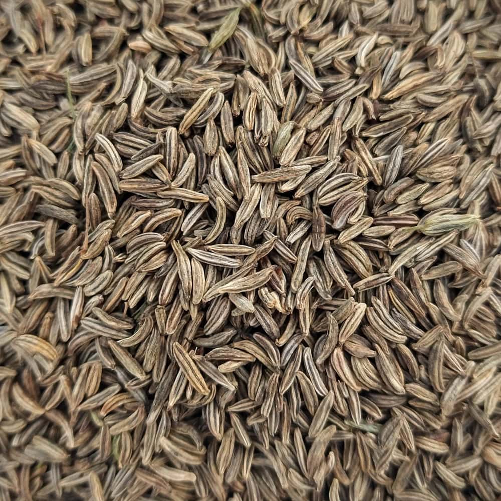 Organic Sprinter Caraway Seed