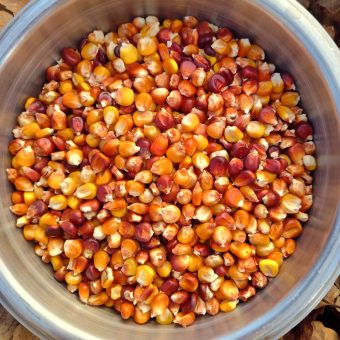 Organic Wildfire Dent Corn Seed