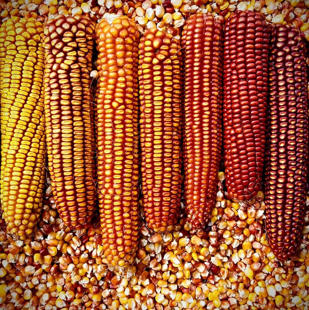 Dent Corn, Wildfire (Organic)