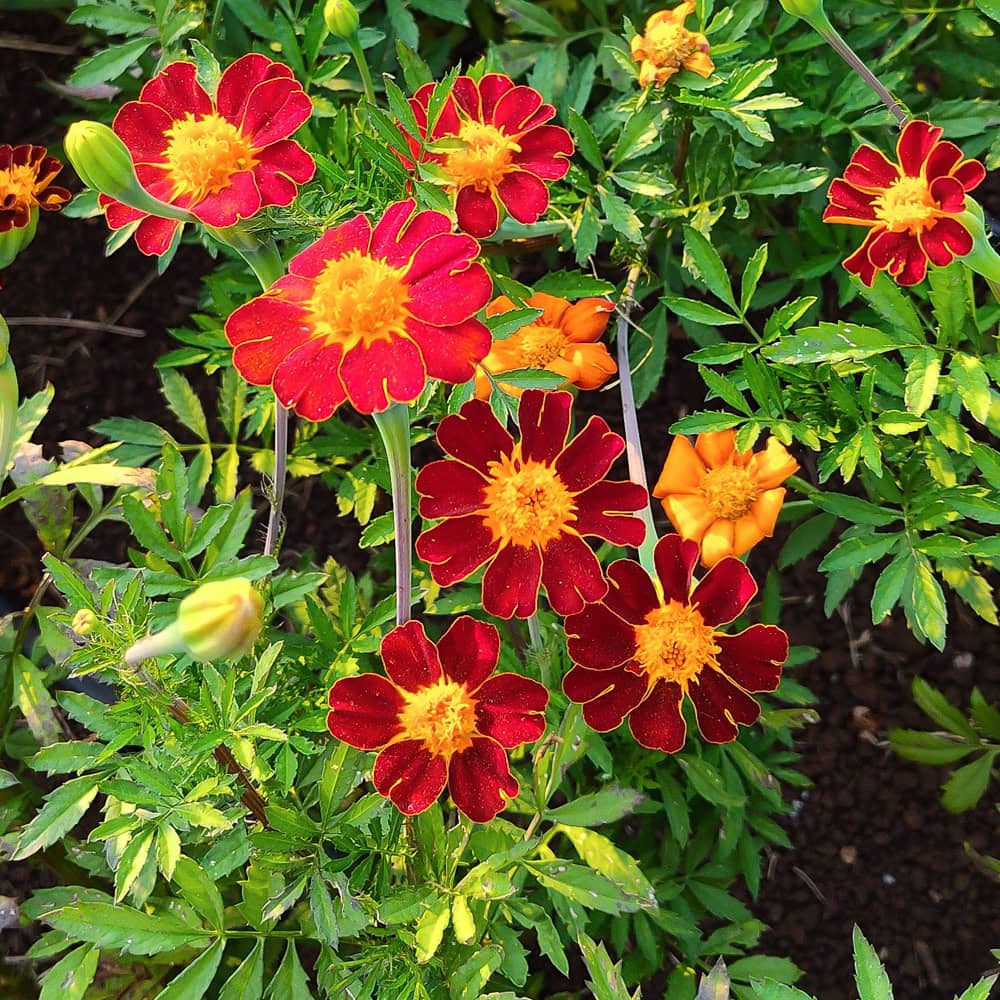 Marigold, Red Metamorph (Organic) - Image 2