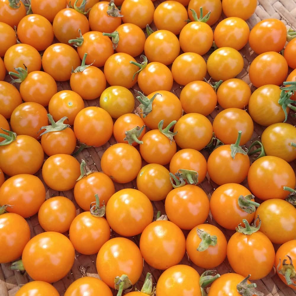 Organic California Sungold Tomato Seed