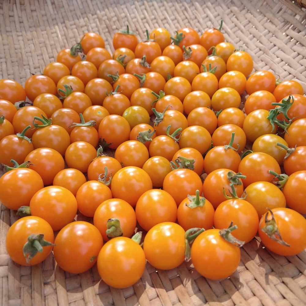 Tomato, California Sungold (Organic) - Image 2