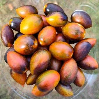 Organic Magic Bullet Tomato Seed