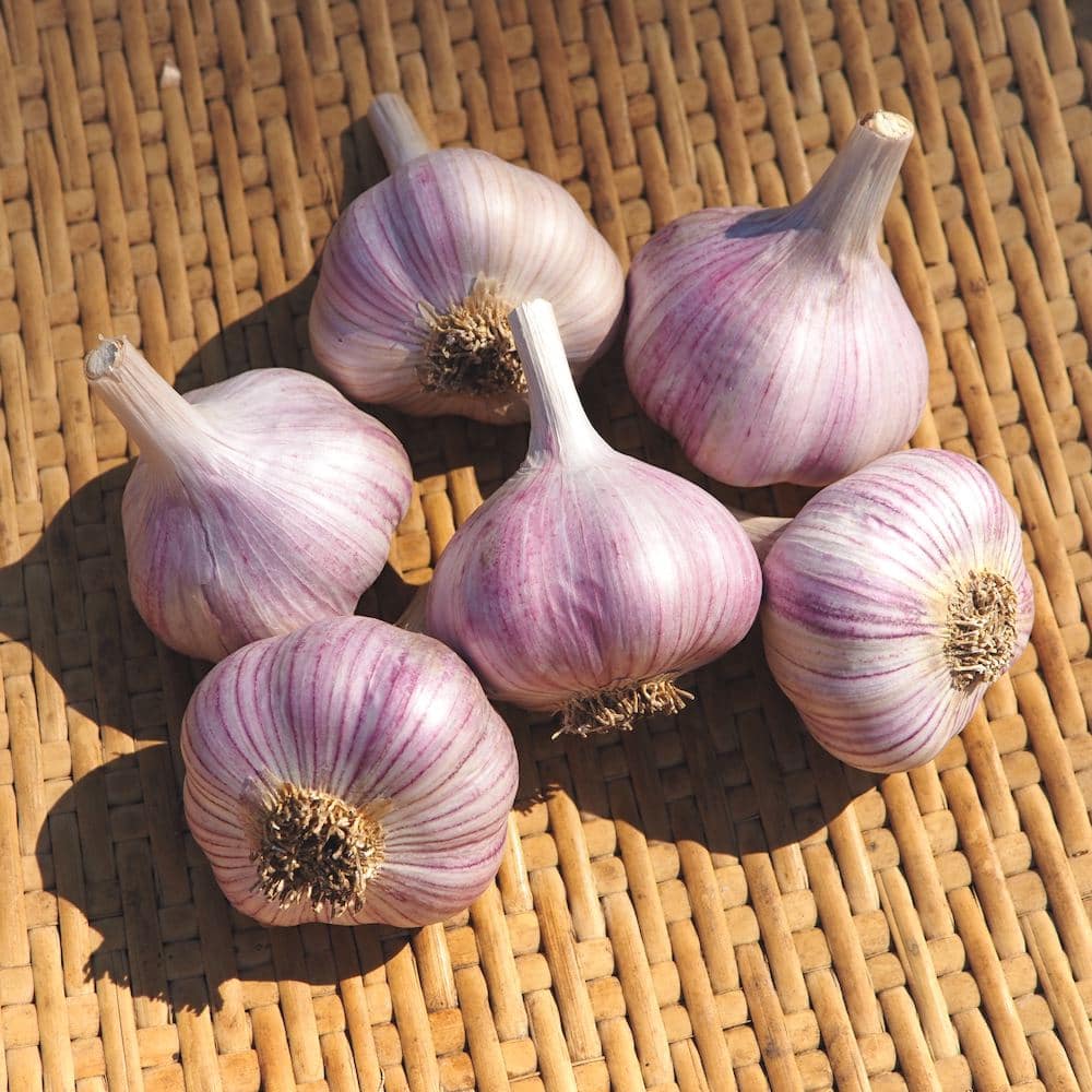 Organic Zeramarez Garlic Seed
