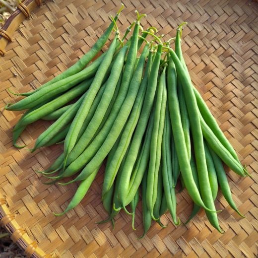 Organic Grenoble Bush Snap Bean Seed