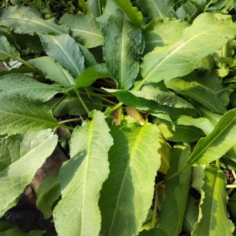Organic Patience Dock Seed