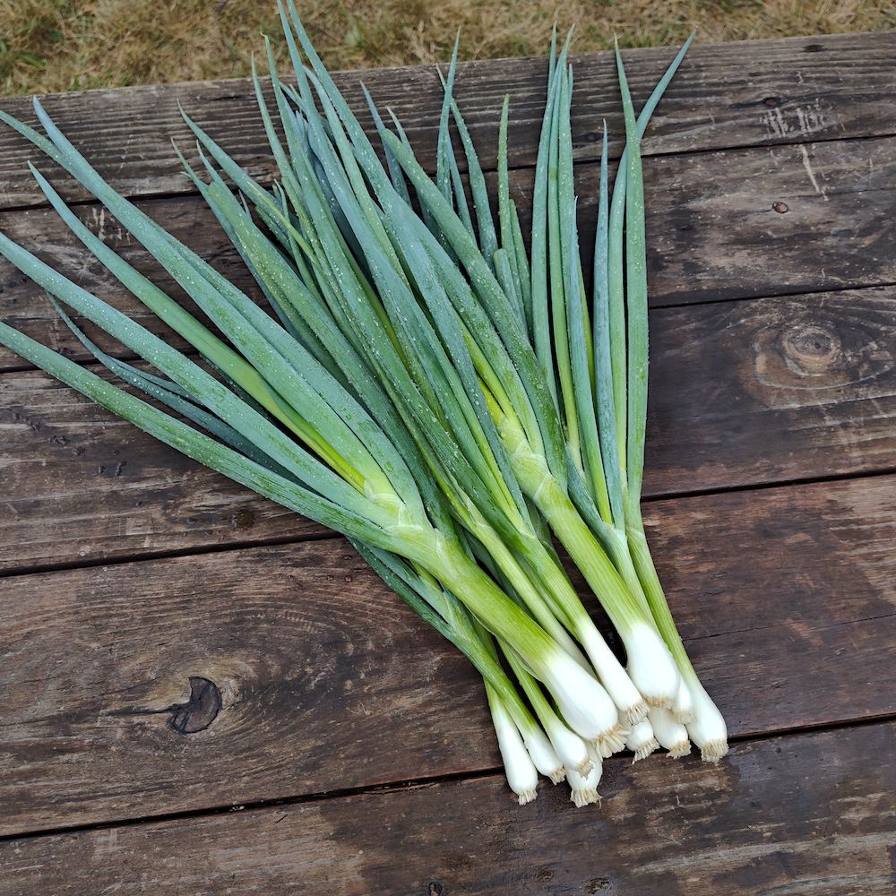 Organic Green Onion, Altai Scallion Seed