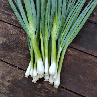 Altai Onion, Green Onion