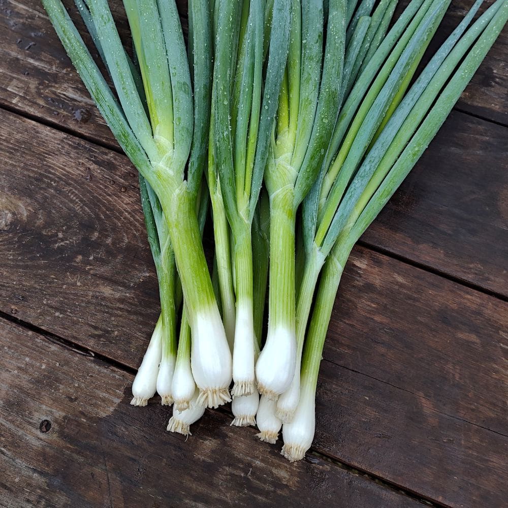 Green Onion, Altai (Organic) - Image 2