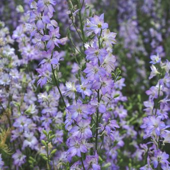 Organic Larkspur Sydney Blue Picotee Seed