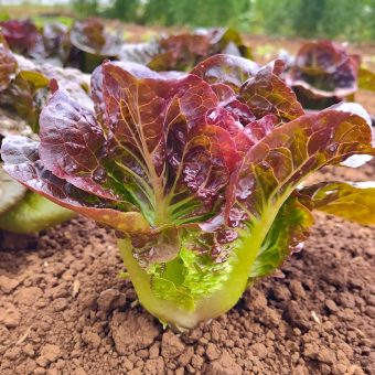 Organic Red-winged Blackbird Lettuce Seed