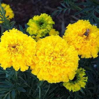 Marigold, Yellow Supreme (Organic)