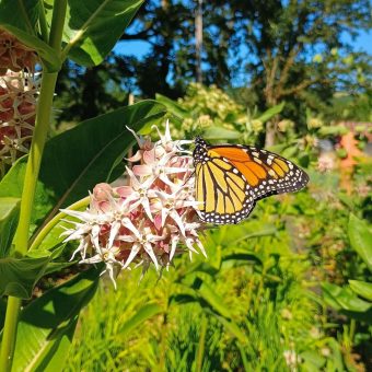 Organic Showy Milkweed Seed