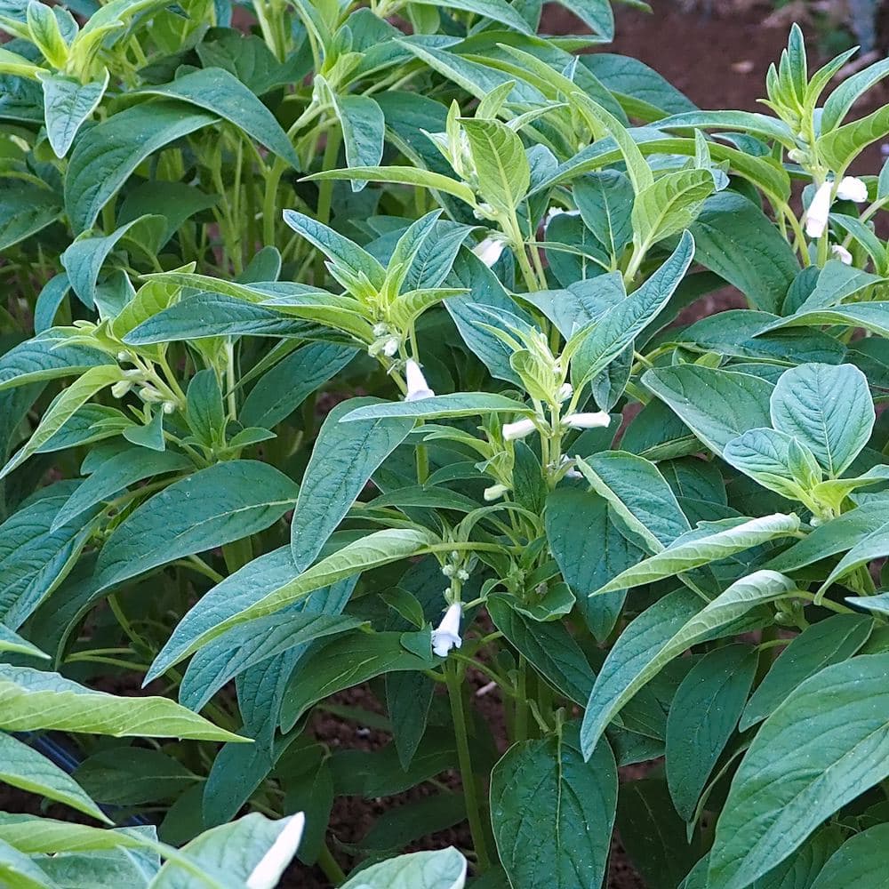 Organic Northern Sesame Supergroup Seed
