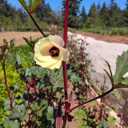 Organic Yuma Red Okra Seed