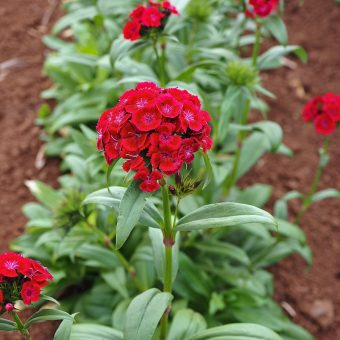 Organic Sweet William Barcelona Red Seed